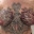 tattoochick