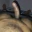 bisex321