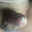 Hottang69