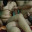 Meghna_Roy
