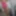 Spindarella