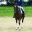 Equestrian Twinkle