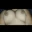bisex321