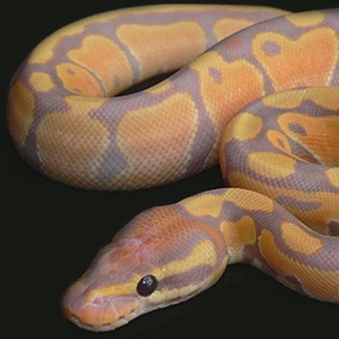 ThePythonAscension
