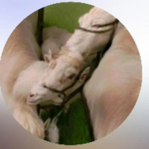 Teekhi_chut
